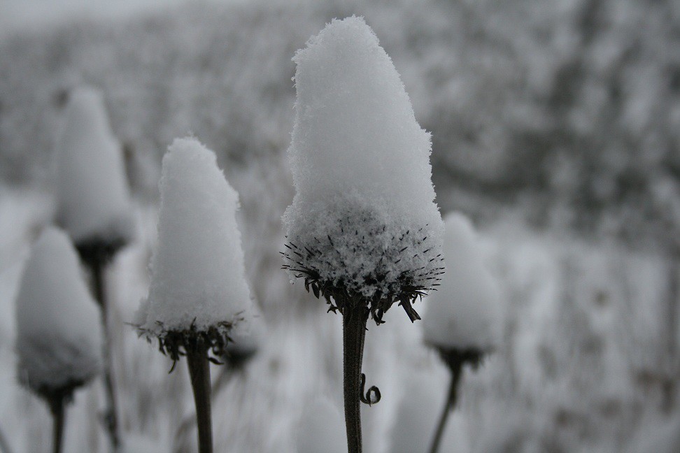 Snow Coneflowers Coneflowers in winter Light and Truth Flickr