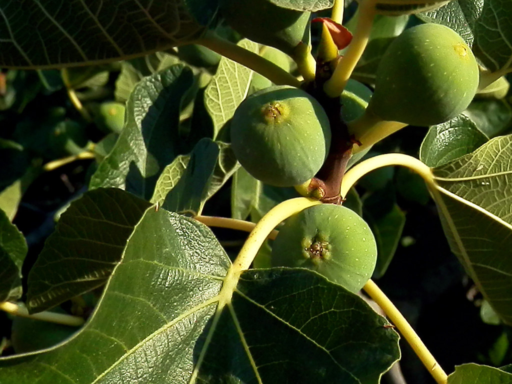 Fig tree Higuera Cristian González Flickr