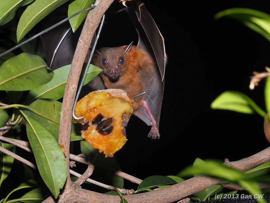 Fruit Bat eating Chiku 20130827_O120 Green Baron Pro Flickr