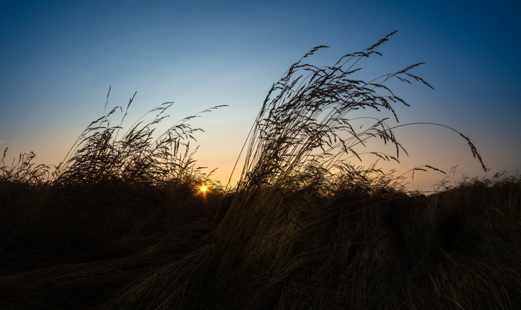 A Straw in the Wind Flickr