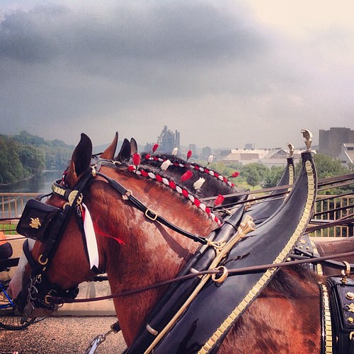 The Budweiser Clydesdales cross the Fahy Bridge in Bethleh… Flickr