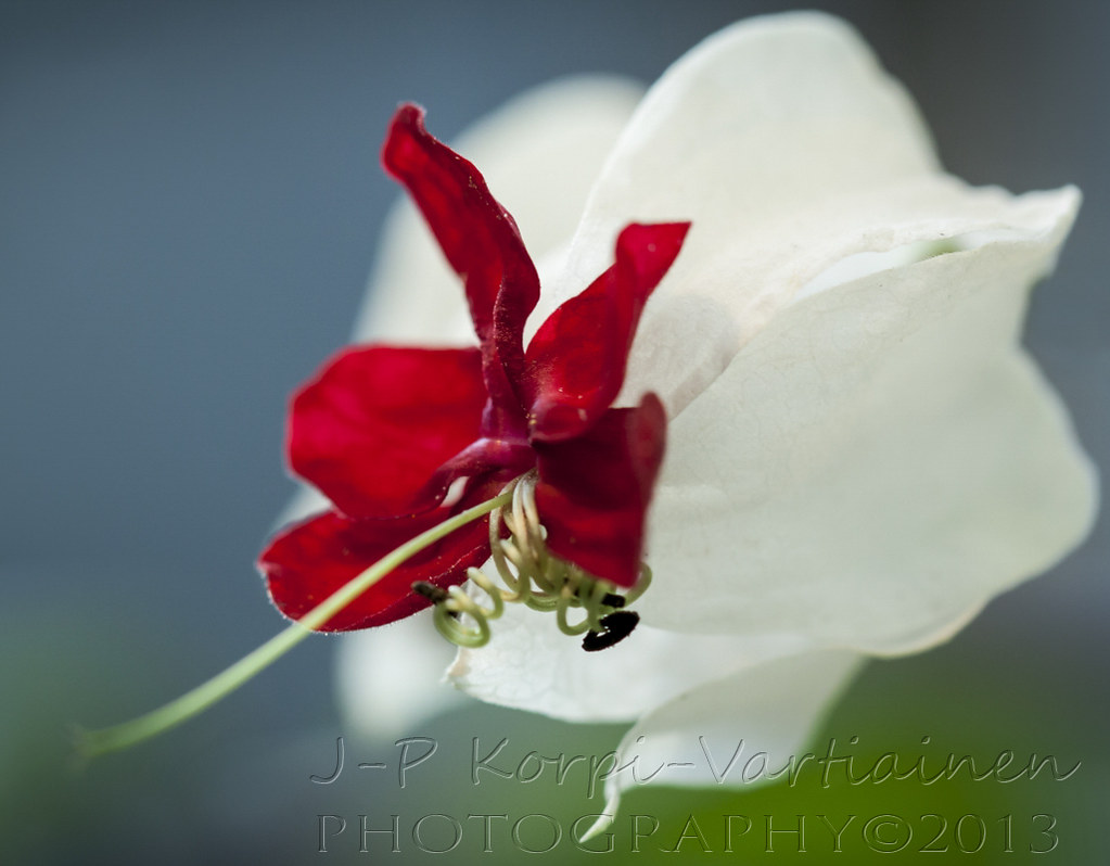 EPS_1311_BOTANIAN733 The botanical garden called Botania… Flickr