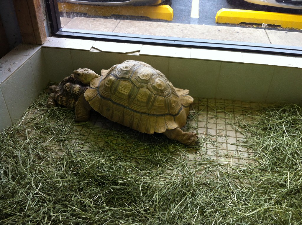 The Animal Store Lincolnwood IL Really neat pet shop som… Flickr