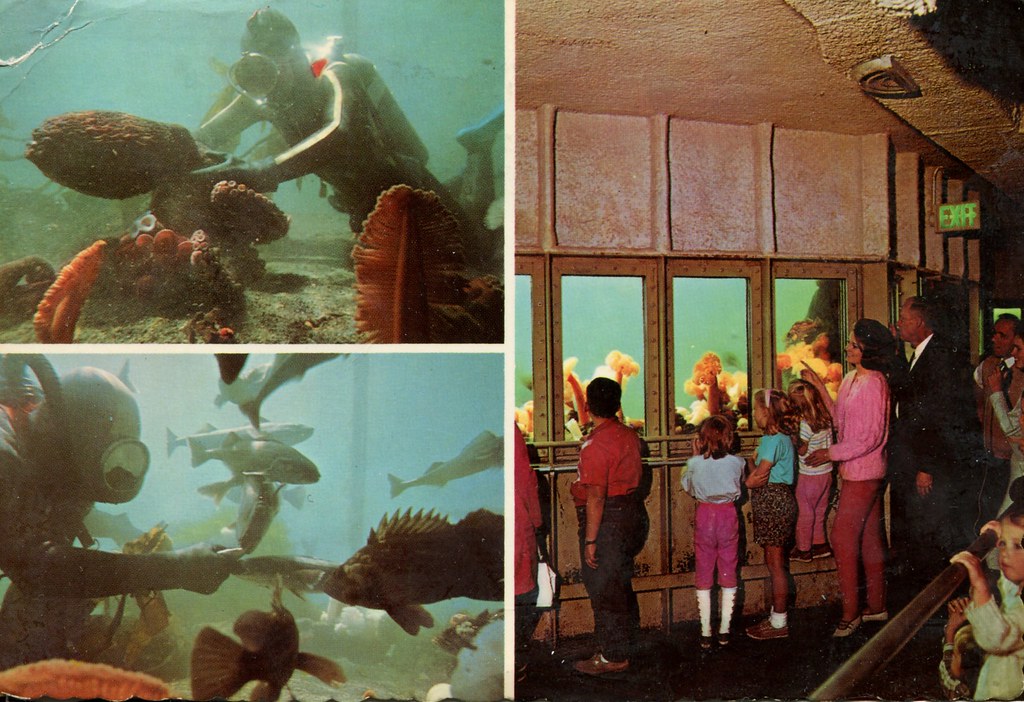 Undersea Gardens, Newport, Oregon SwellMap Flickr