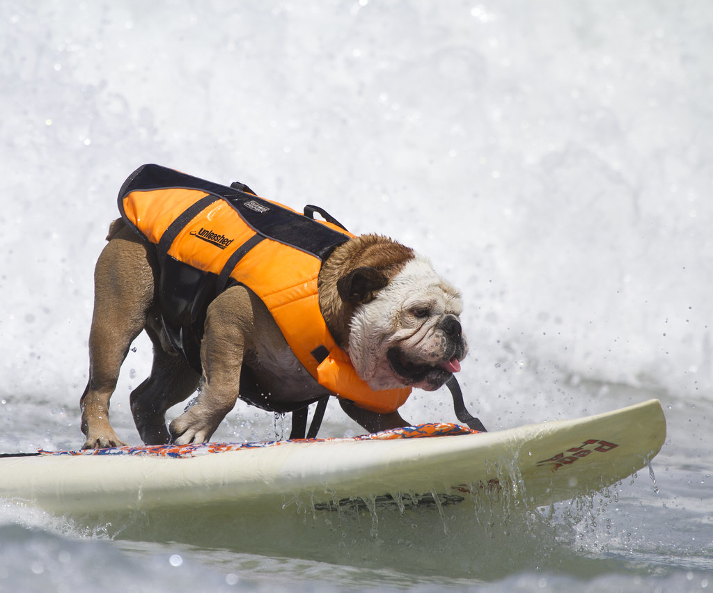 Bulldog on surf board Nathan Rupert Flickr