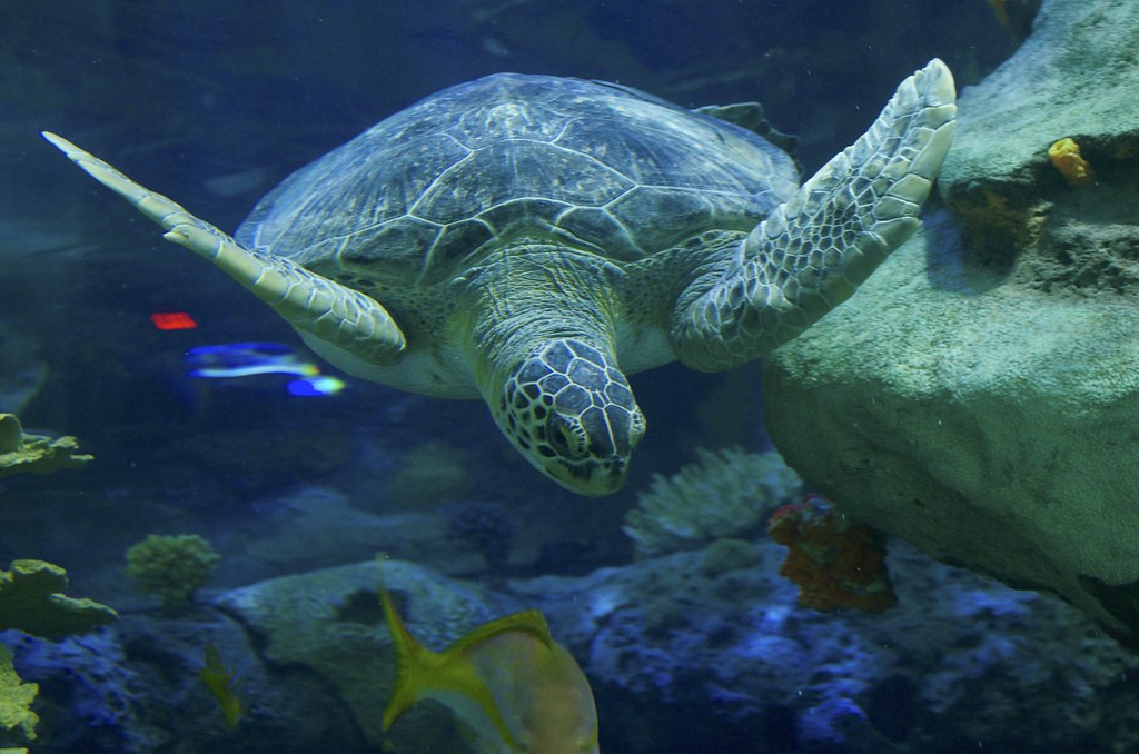Sea Turtle Ripley’s Aquarium of Canada City.and.Color