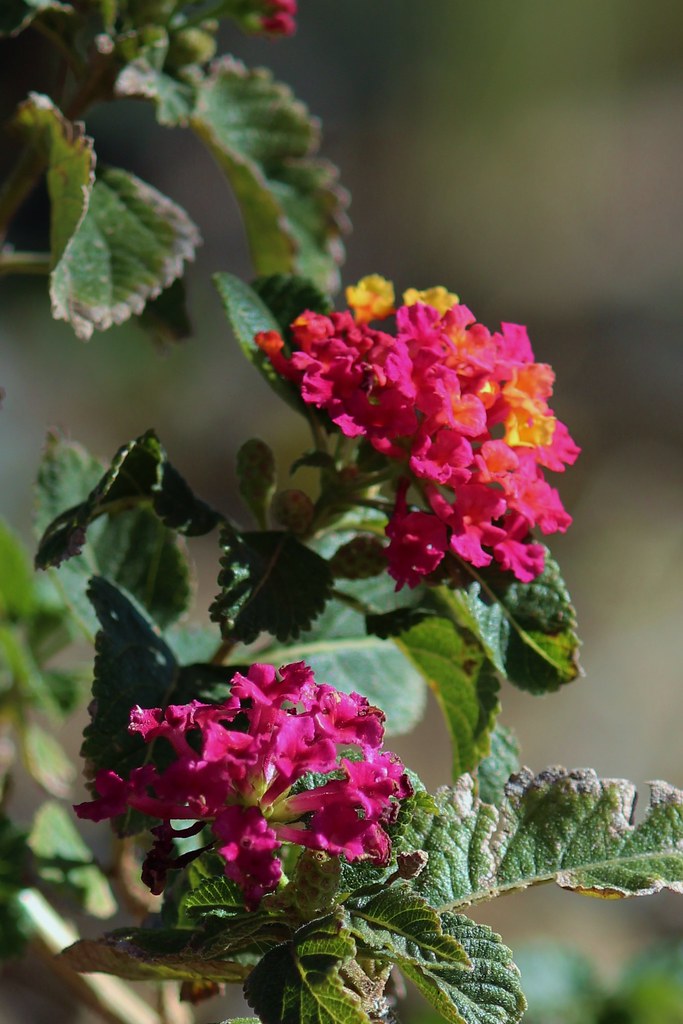 Desert Bloom 2014 Arizona Flowers My photography by Veronica