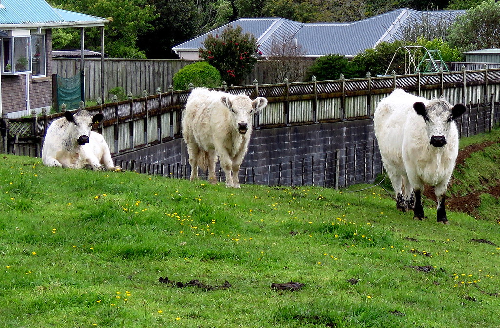 tufted ears White Galloway Cattle In New Zealand the disti… Flickr