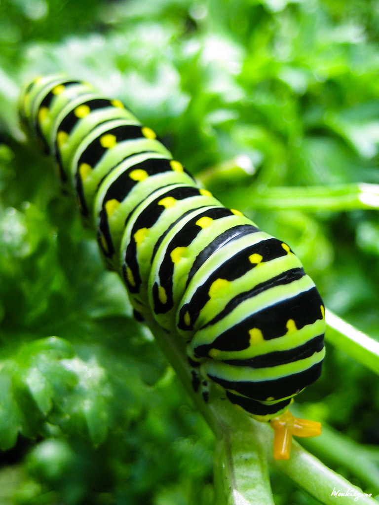 Black Swallowtail carterpillar Chenille du papillon du céleri a