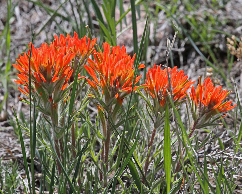 Flying X Ranch Flickr