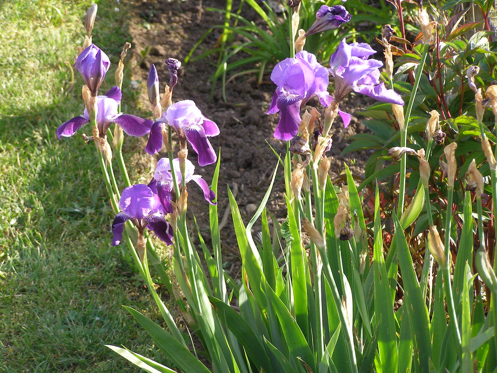 959j Blue iris Height 1 metre,spread 50cm,flowers early Ma… Flickr