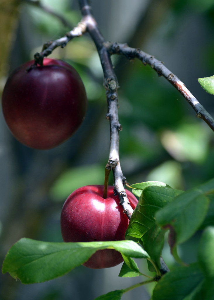 Satsuma Plums Blog post Flickr