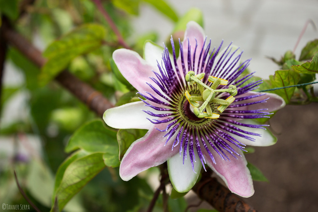 Passion Flower Ridiculous looking flower, which has severa… Flickr