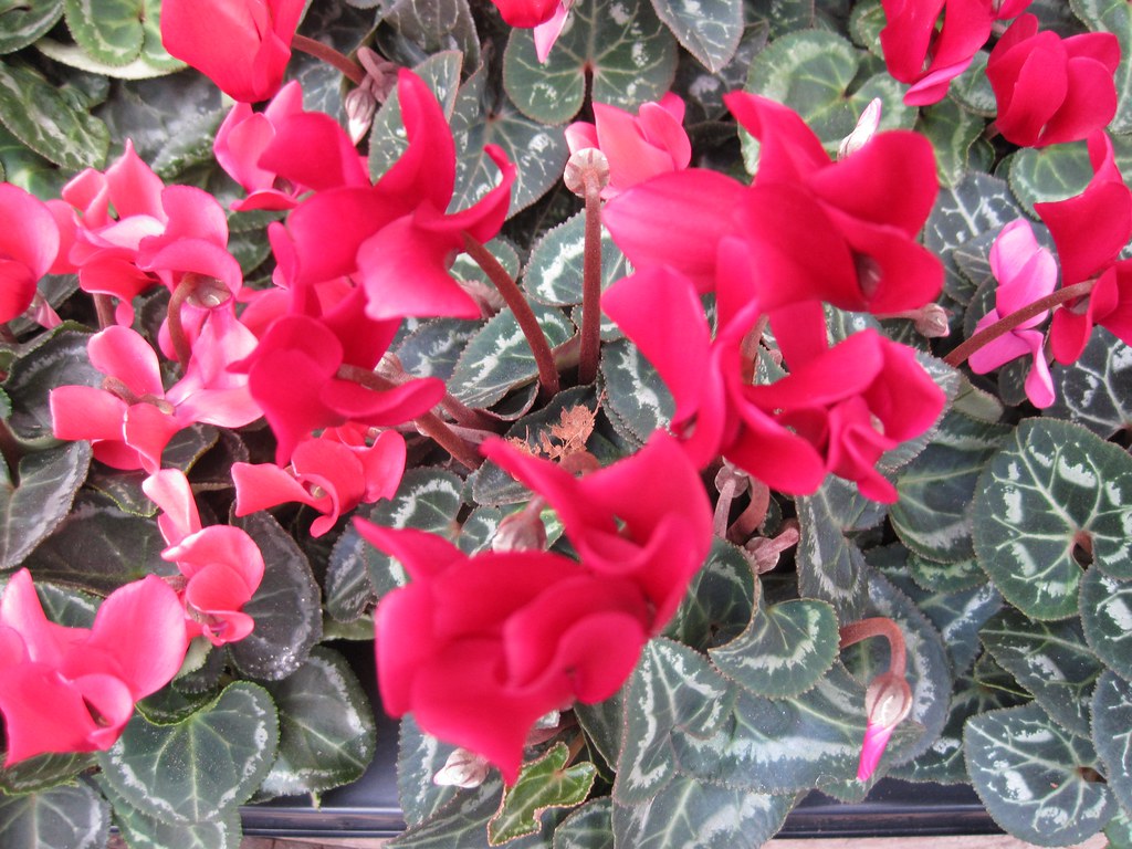 Cyclamen flowers in red IMG_2269 Red flowers for sale. Sat… Flickr
