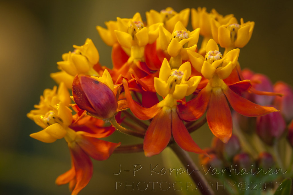 EPS_1311_BOTANIAN82 The botanical garden called Botania i… Flickr