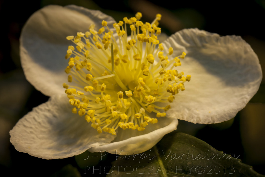 EPS_1311_BOTANIAN89 The botanical garden called Botania i… Flickr