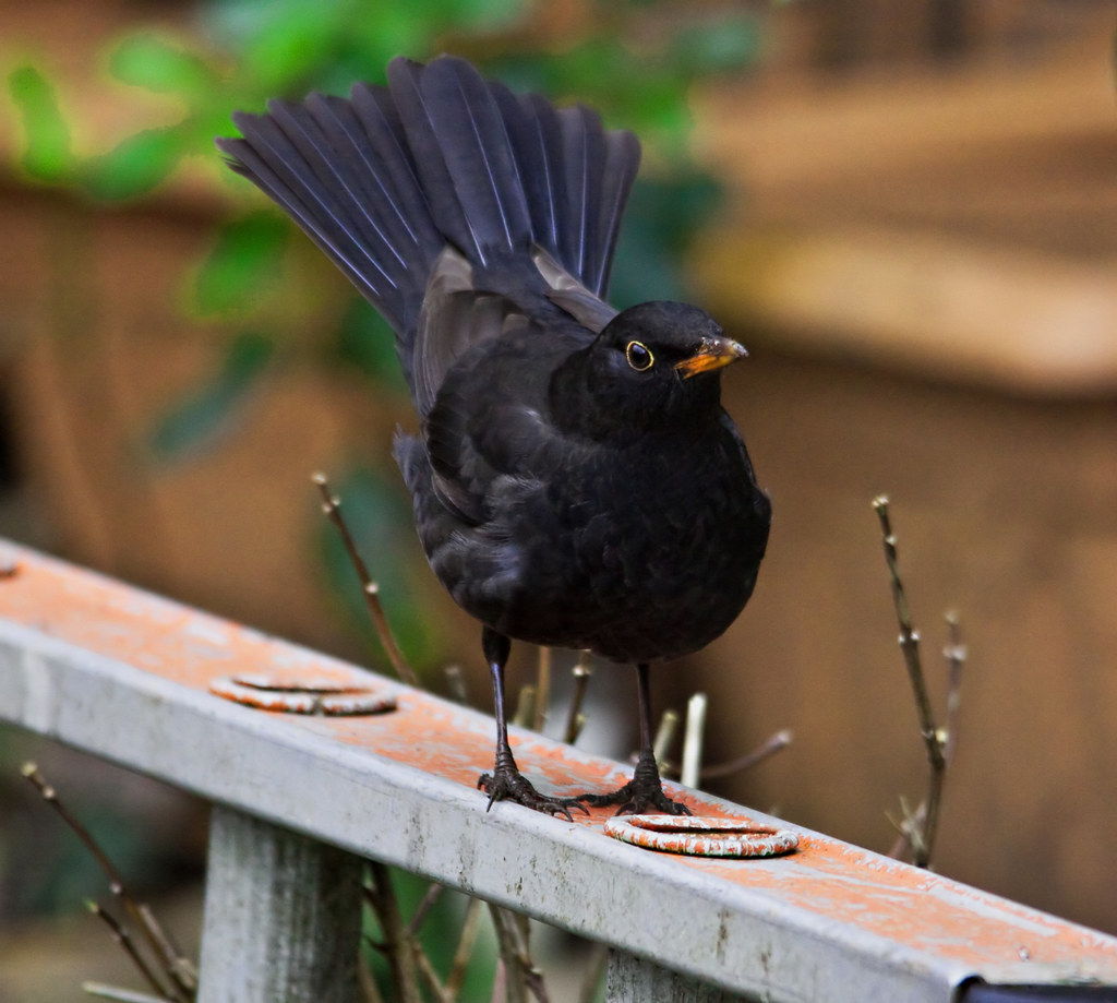 BLACKBIRD 'FANTAIL' Eddie Evans Flickr