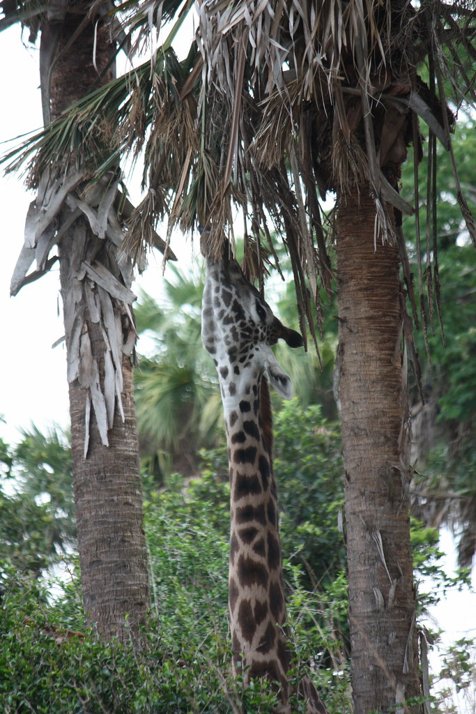 Disney World Animal Kingdom Angela Flickr