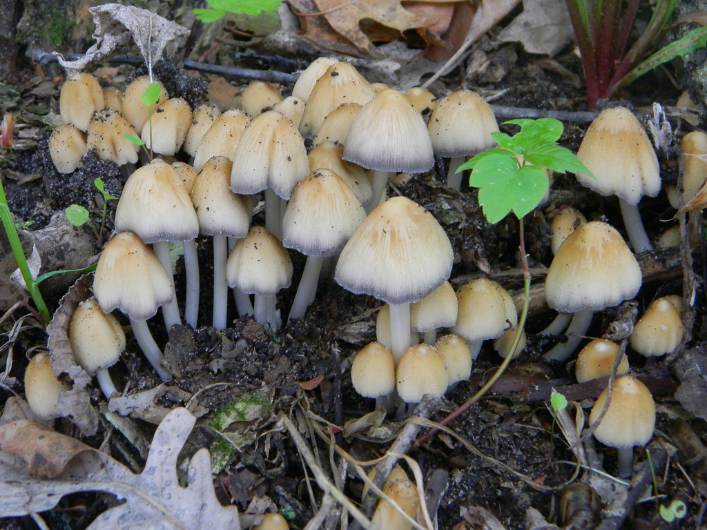 Mushrooms Minnesota JKrockhound . Flickr