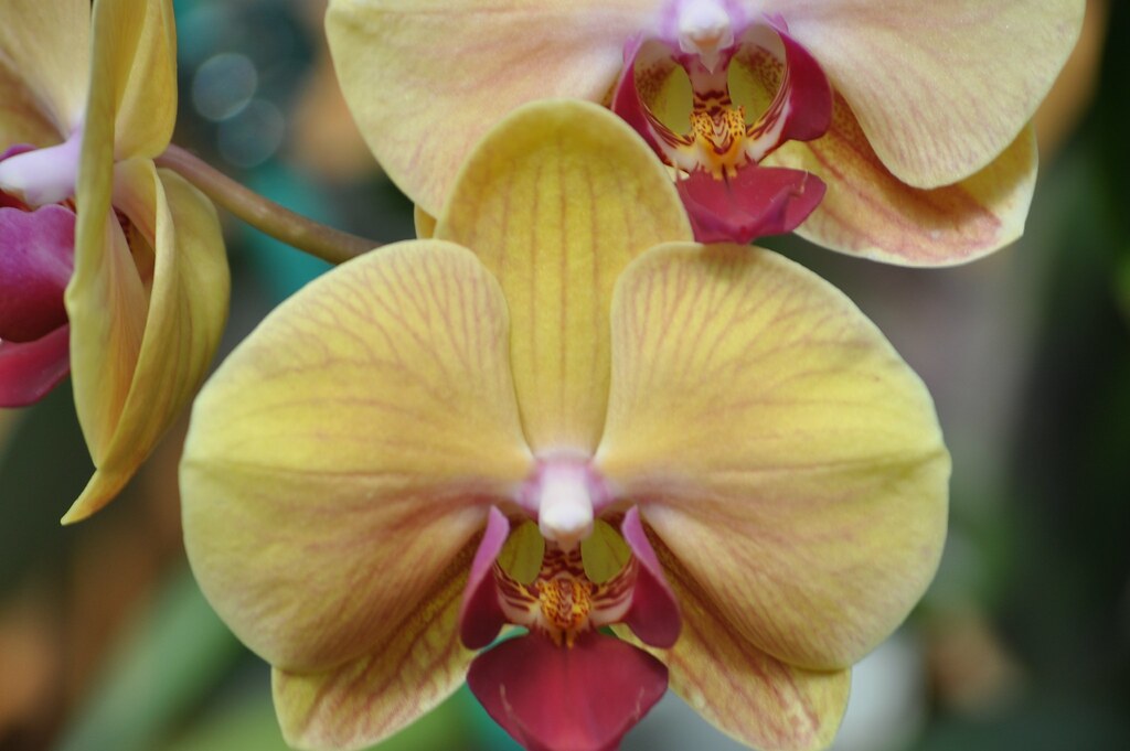 Atlanta Botanical Gardens February 2012 Atlanta, Ga randa2e Flickr
