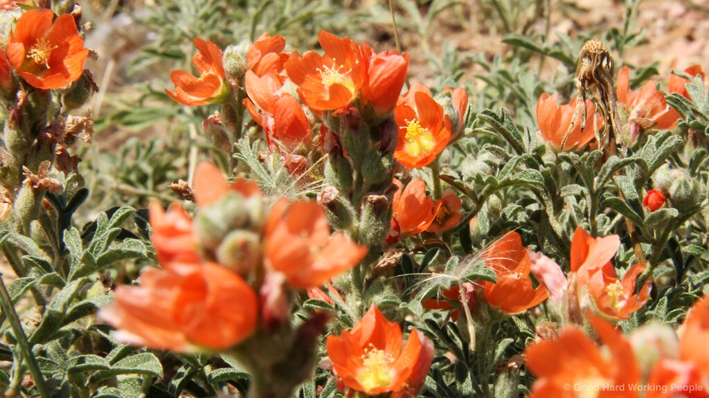 MIN 166 Colorado Wildflowers_orange Still photo from the s… Flickr