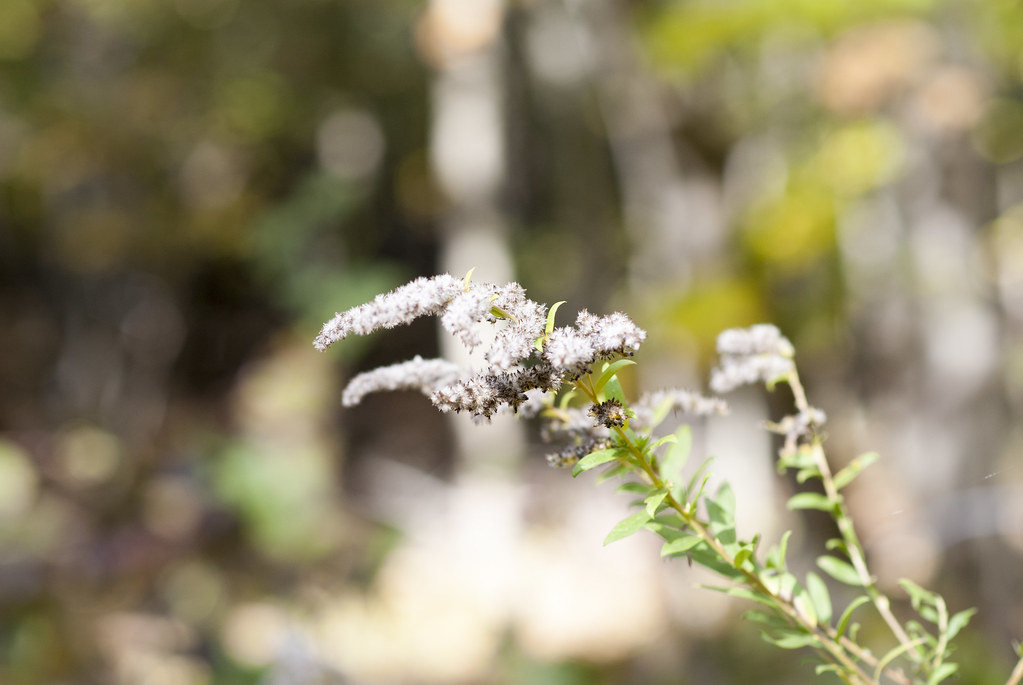 Wild Flowers Elk Grove Village Forest Preserve Matt Budreau Flickr