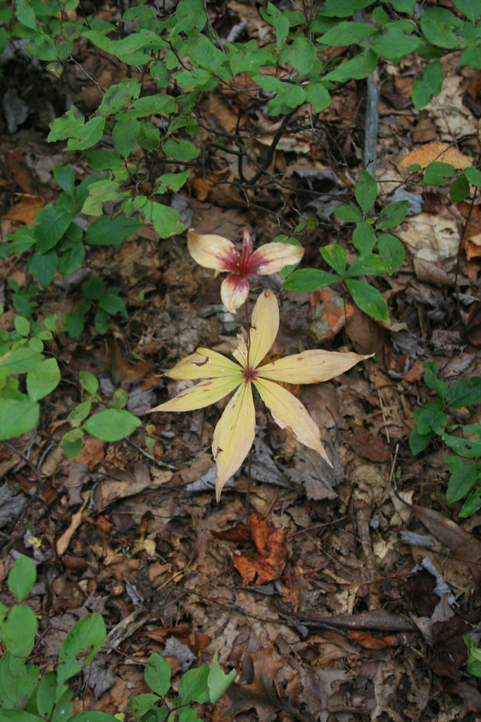 Indian Cucumber Root Taken by Julie Slater. Virginia State Parks