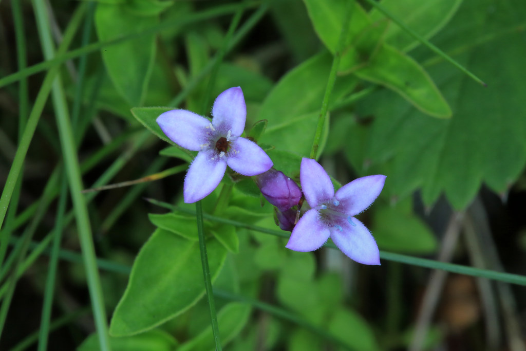 Houstonia montana, Staminate Flowers, Roan Mountain, Pisgah National