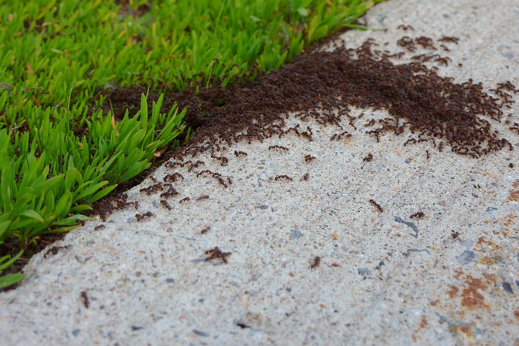 Ants. Lots of ants. snullr Flickr