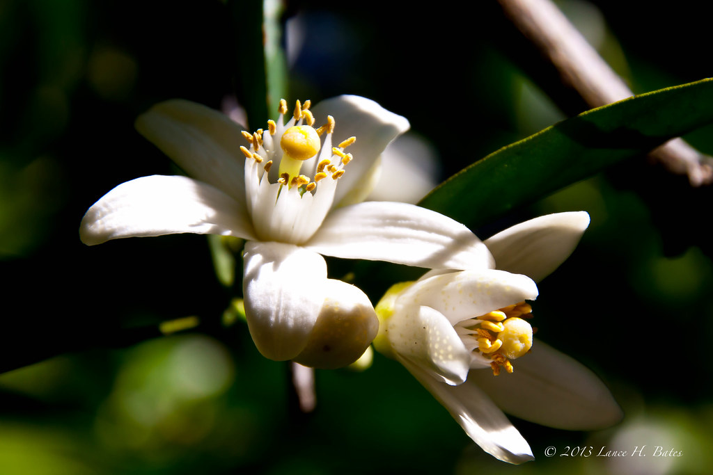 20130820 Macro of citrus blossoms It's wonderful to see ju… Flickr