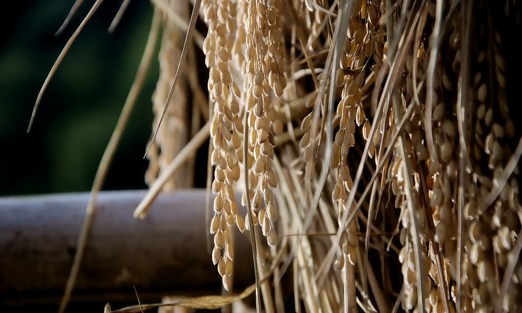 Rice Harvested rice being dried in Gokayama, Japan Develop… Flickr