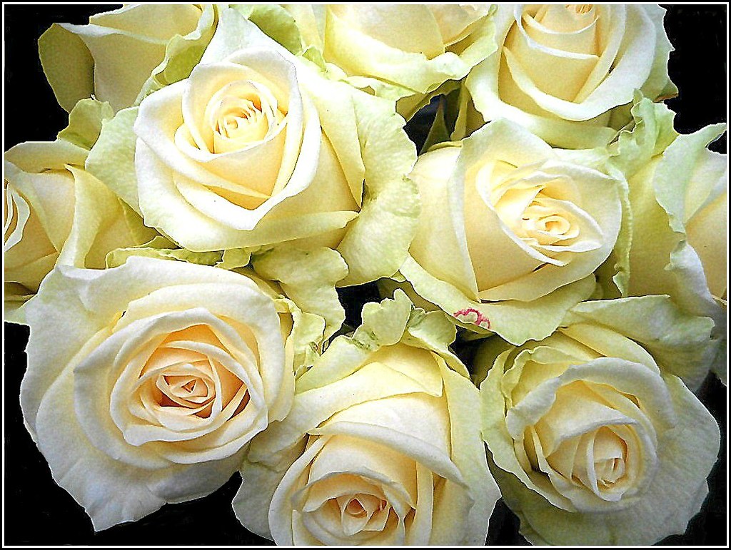 White Creamy Roses .. Beautiful display of these Roses see… Flickr