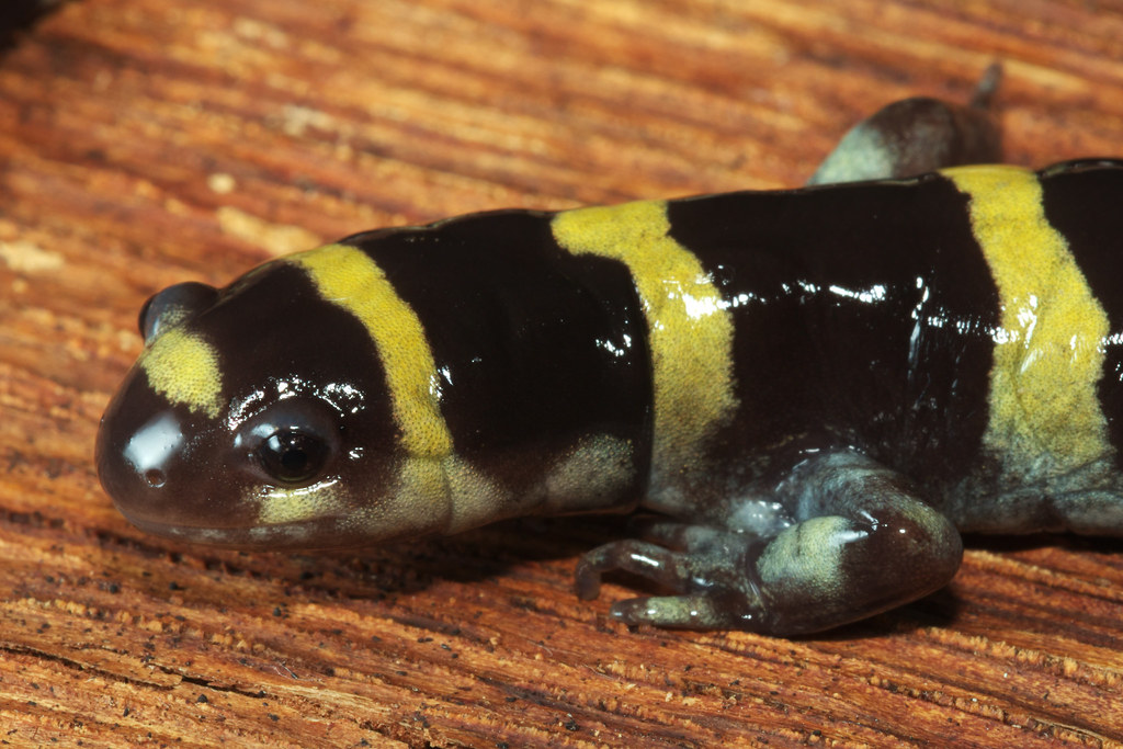 Ringed Salamander Benton County, Arkansas, USA Kory Roberts Flickr