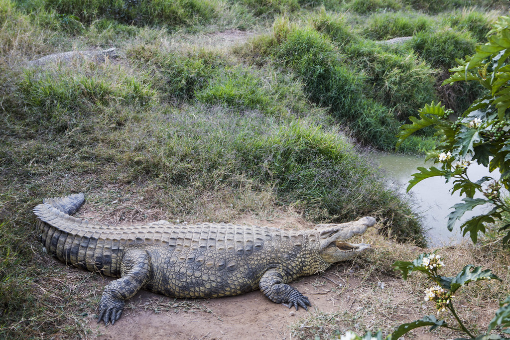 4Y1A0766 Lusaka Kalimba Reptile Park, Lusaka, Zambia