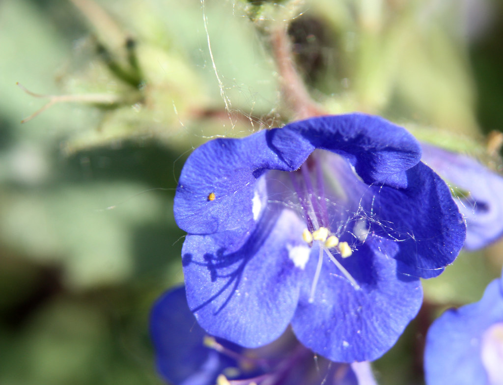 Desert Bluebell Phacelia campanularia is a species of flow… Flickr