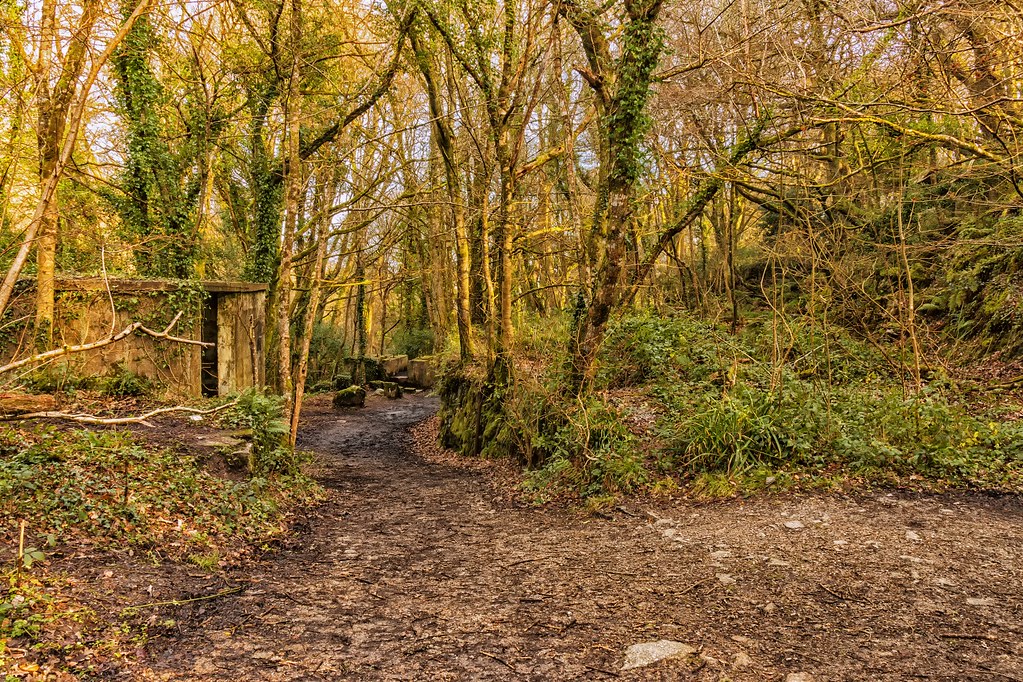 Kennel Woods_0035 Tyrone Entwistle Flickr