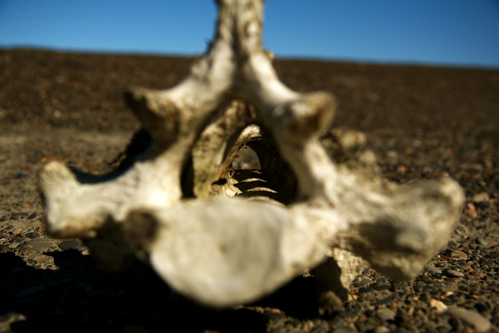 Seal Vertebrae Barrow, AK Joseph Phillips Flickr