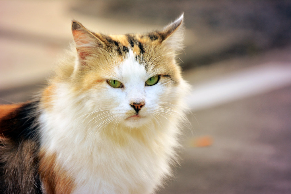 Cat Mauritius Nikon D5200 55200mm Lens Sofie Graham Flickr