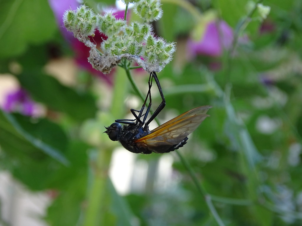 Dead fly on flower M.Onur ÇAGHAN Flickr