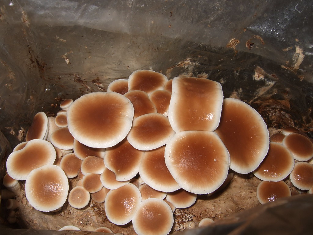 Black Poplar Mushroom caps Wendell Smith Flickr