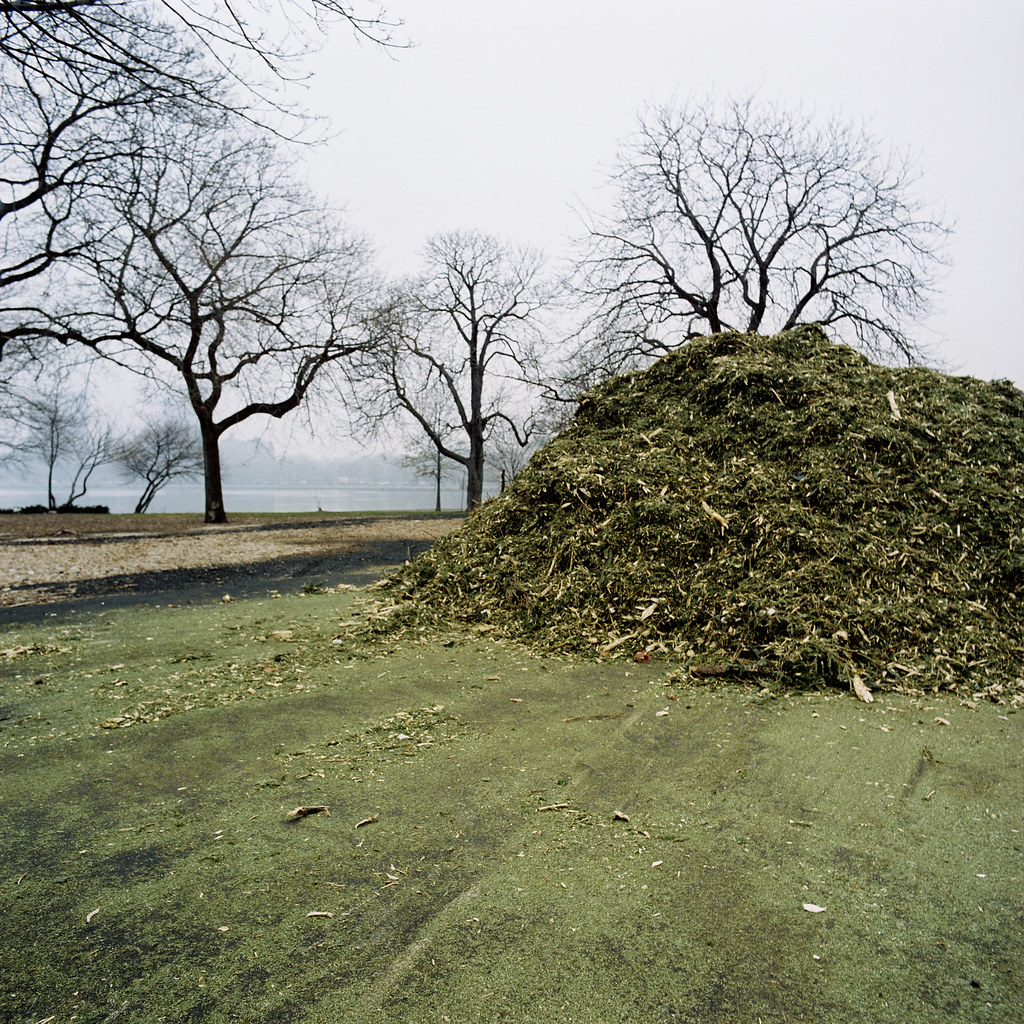 Christmas Tree Mulch 12.26 series of discarded christmas t… Flickr