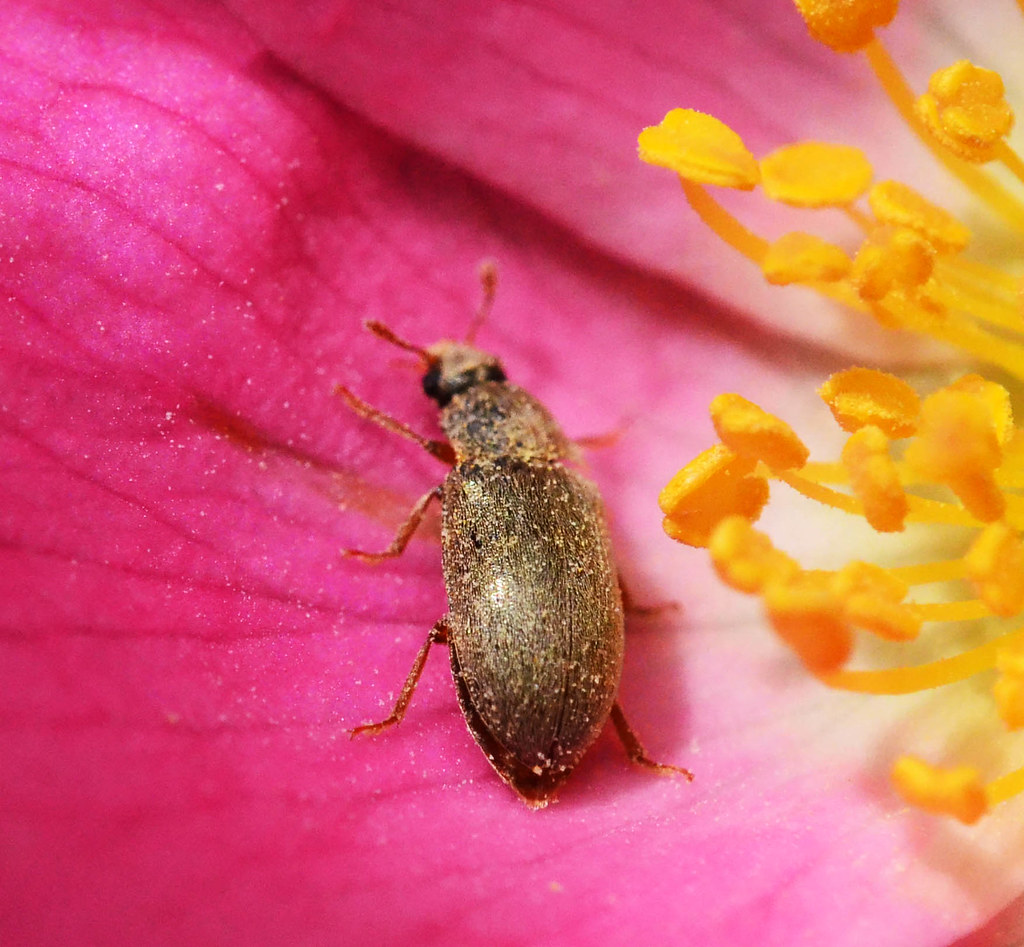 Brown Beetle Unknown. On Briar Rose Flower 26 June 2014 … Flickr