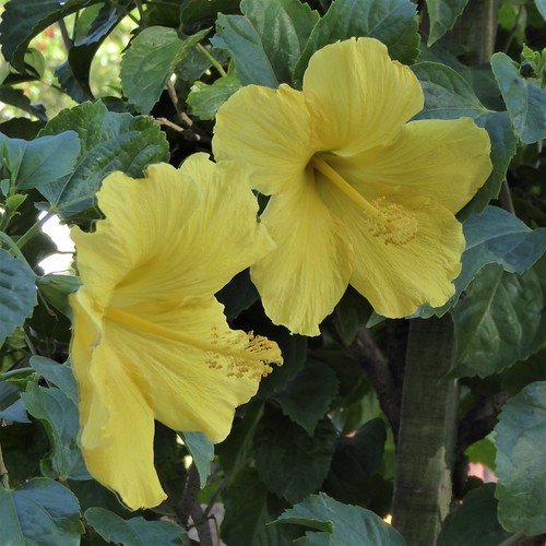 Mt. Dora, FL, Plant and Flower Show, Yellow Hibiscus Duo Flickr
