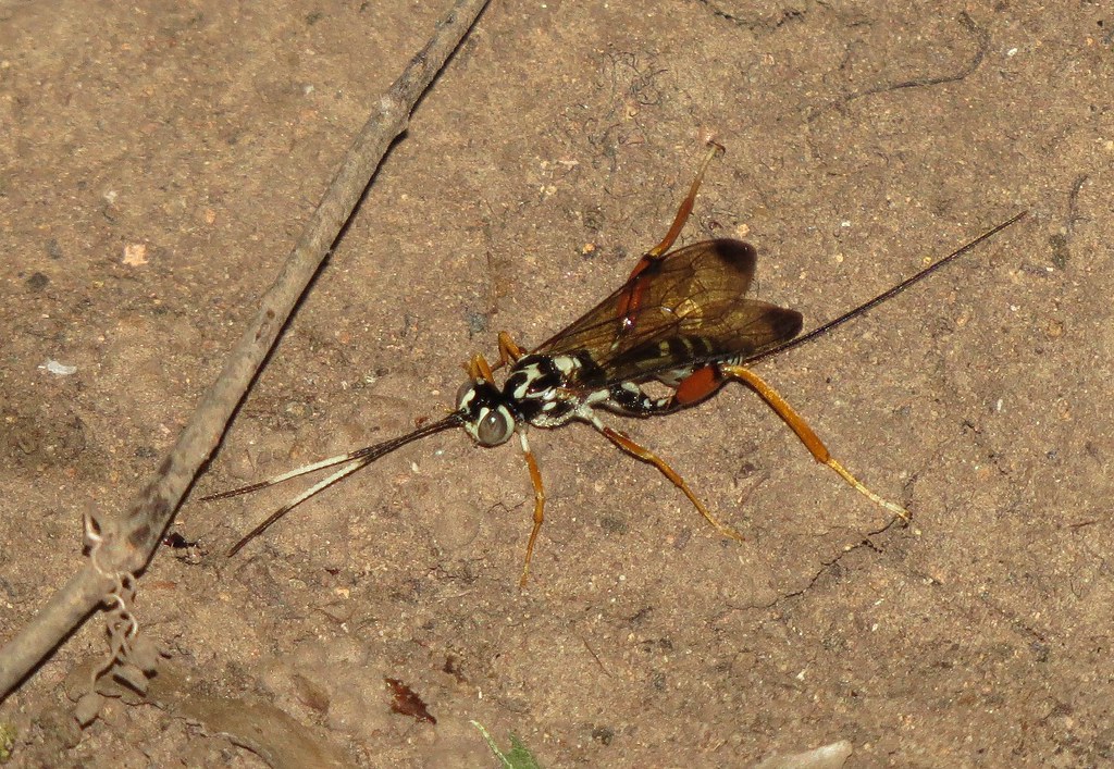 Ichneumon wasp sp. Medicine Bluff, Fort Sill M.R., OK. Victor Fazio