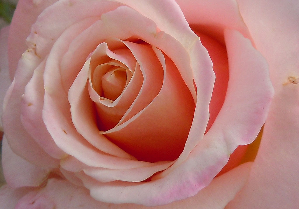 Addis Ababa flower 19Jun11.6 a rose is a rose is a rose...… Flickr