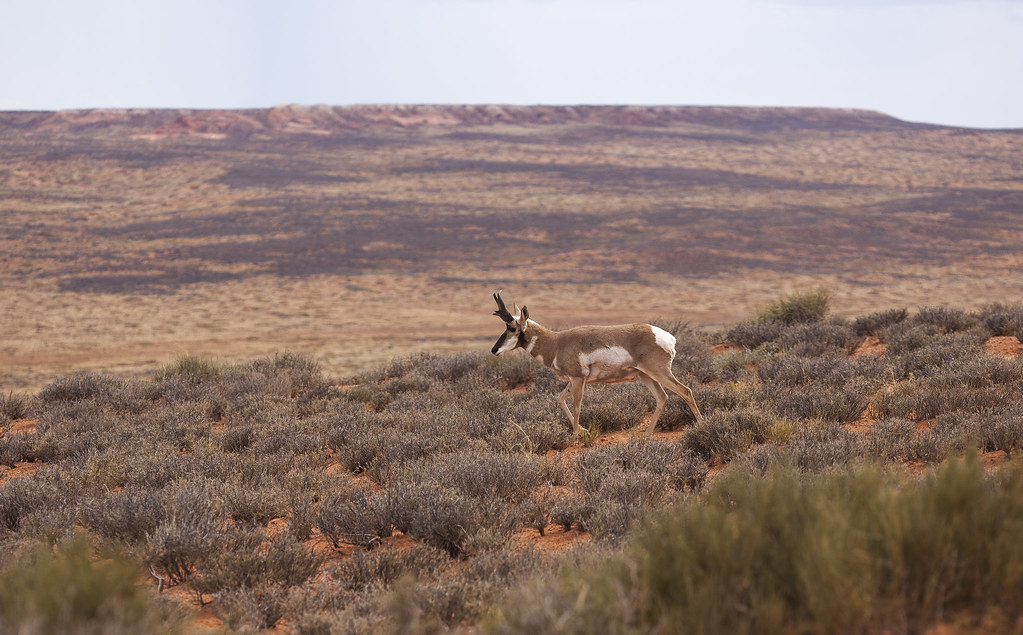 pronghorn Pronghorn antelope are the fastest runners in No… Flickr