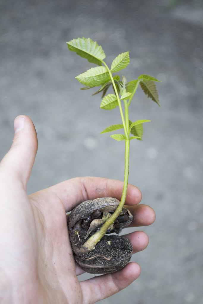 Baby Walnut Tree too adorable not to photograph! Betsy.Hinze Flickr
