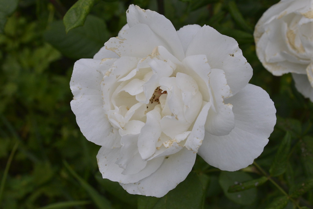 Rose blanche Stephane Mignon Flickr