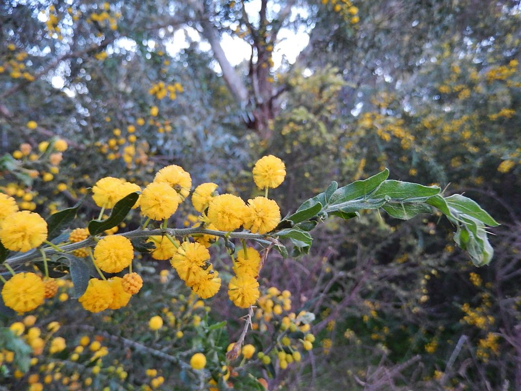 Seasonal Yellow Flowers Michael Coghlan Flickr