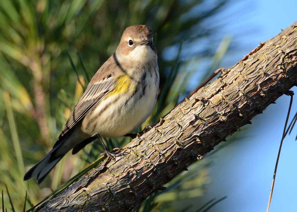 Elevation of Connecticut Ave, Massapequa, NY, USA Topographic Map